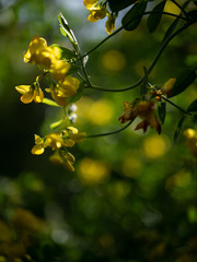 Small Yellow flowers on Bush in Spring with Highlights and Beautiful Depth of Field