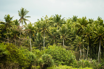 Fototapeta na wymiar Lush green rainforest with beautiful palm trees.
