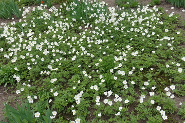 A lot of white flowers of anemone sylvestris in May