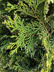 close up of fir tree