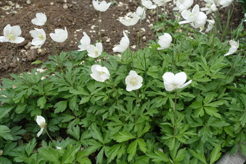 Multiple white flowers of anemone sylvestris in May