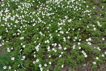 Lots of white flowers of anemone sylvestris in May