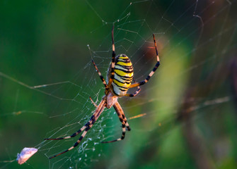 Large female spider sits in the center of its web