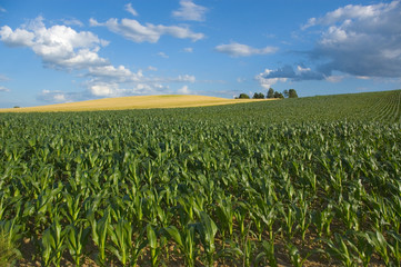 Fototapeta na wymiar Corn field on a small hill