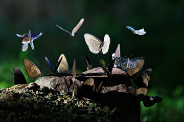 Wild Butterfly’s make the wings dry beside the stream at Kaeng Krachan National Park in Phetchaburi, Thailand