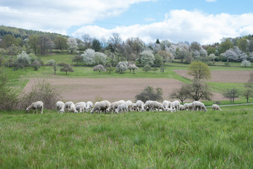 Schafherde auf der Wiese mit Obstbäumen im Frühling