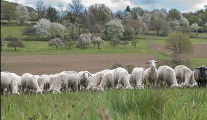 Obraz premium Schafe auf der Obstwiese