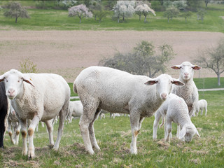 Schafe auf der Wiese