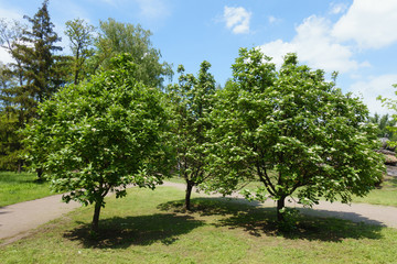 3 blossoming trees of Sorbus aria in mid May - obrazy, fototapety, plakaty