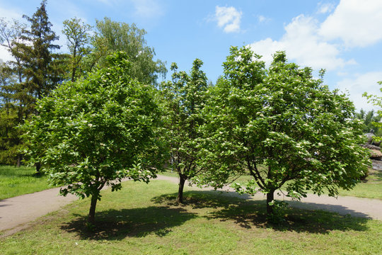 3 blossoming trees of Sorbus aria in mid May