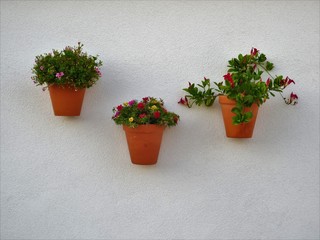 Flower pots on a white wall, Minorca, Balearic Islands