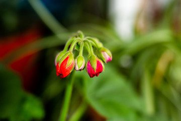 flower buds of a pink flower in a pot