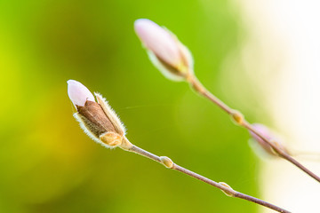 Kwitnąca magnolia  © Damian