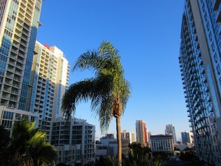 Isolated palm tree among buildings in San Diego downtown