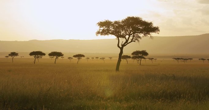 Sunset in the Masai Mara