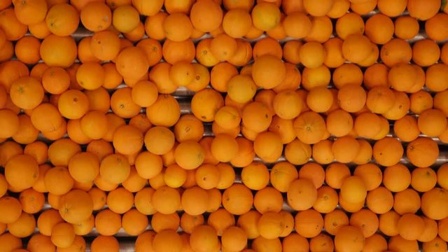 Freshly harvested oranges on a conveyor belt in processing plant