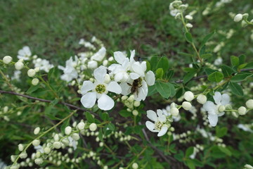 Bee pollinating white flowers of pearl bush in May