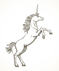 Obraz na płótnie Canvas Unicorn. Vector drawing