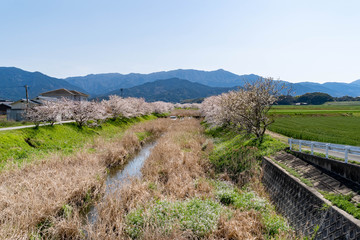Fototapeta na wymiar Cherry blossom flowers are in bloom beside a stream in Fukuoka city, JAPAN.