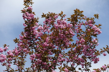 A lot of double pink flowers of sakura tree against blue sky in April