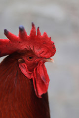 A close-up of a red rooster's head and neck