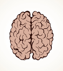 Brain. Vector drawing