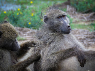 baboon 