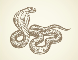 Snake. Vector drawing