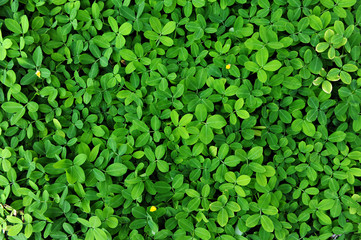 Green leaf background