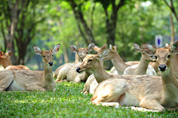 Naklejka na ściany i meble Family of deer in Khao Kheow Open Zoo Chonburi, Thailand 