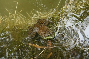 Grenouille
