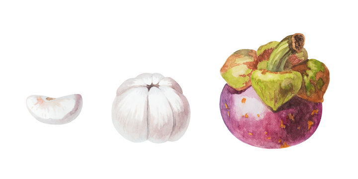 Watercolor tropical fruit mangosteen whole, half and piece painting isolated on white background