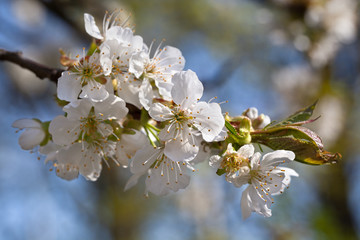 Gałąź czereśni pokryta kwiatami na tle nieba © AP-STUDIO