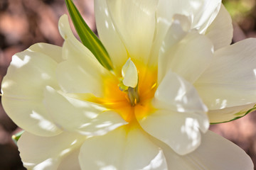 Wnętrze tulipana © AP-STUDIO