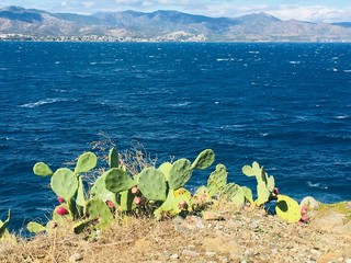 plants in the sea