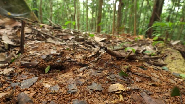 A trail of Leaf Cutter Ants (Atta sp.) disappearing into their nest hole in their natural habitat, pristine tropical rainforest near rio Tiputini in the Ecuadorian Amazon