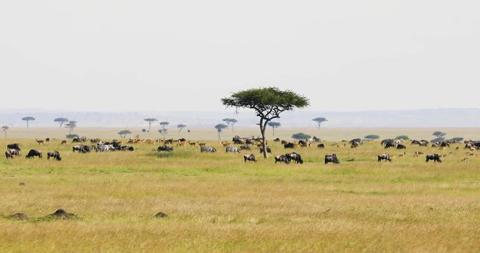 Different animals grazing in the savannah of the Masai Mara 