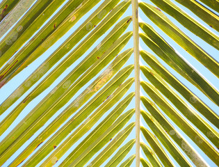 Green leaf of palm on beach, palm leaf concept
