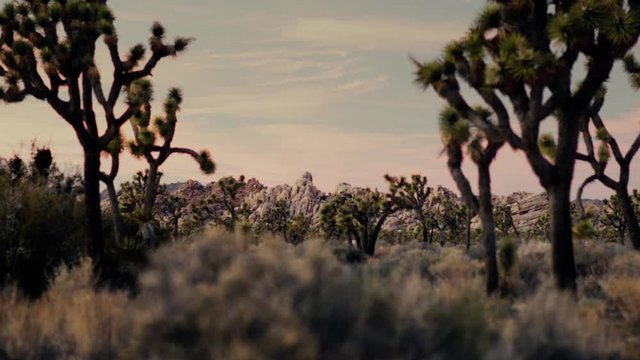Joshua Trees and desert vegetation foreground rock formations and sunset. Pan left to right, then static.