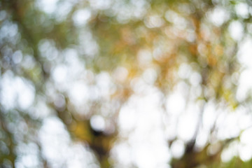 Abstract bokeh trees background defocus.