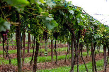 Vinhos