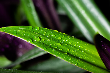 drops of water on large green leaves