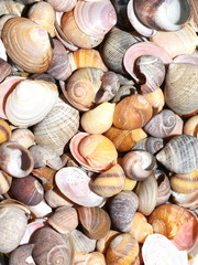 Close-up on collection of different colorful seashells