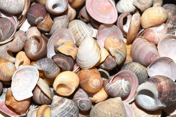 Close-up on collection of different colorful seashells