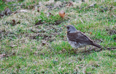 Kwiczoł, Turdus pilaris, średniej wielkości ptak wędrowny z rodziny drozdowatych