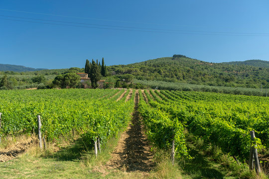 Summer landscape in Arezzo province, italy