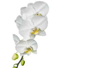 Fototapeta na wymiar White orchid isolated on white background, with copy space.