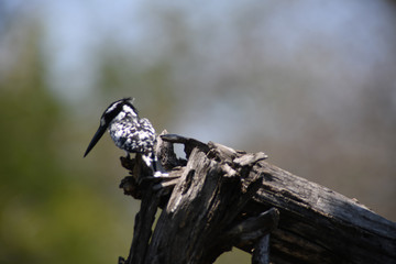 Wildlife