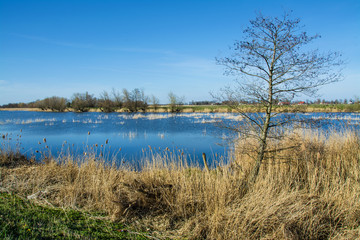 river, reeds and blue sky, beautiful spring landscape