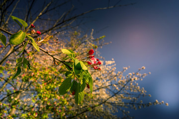 Baum Blüte.